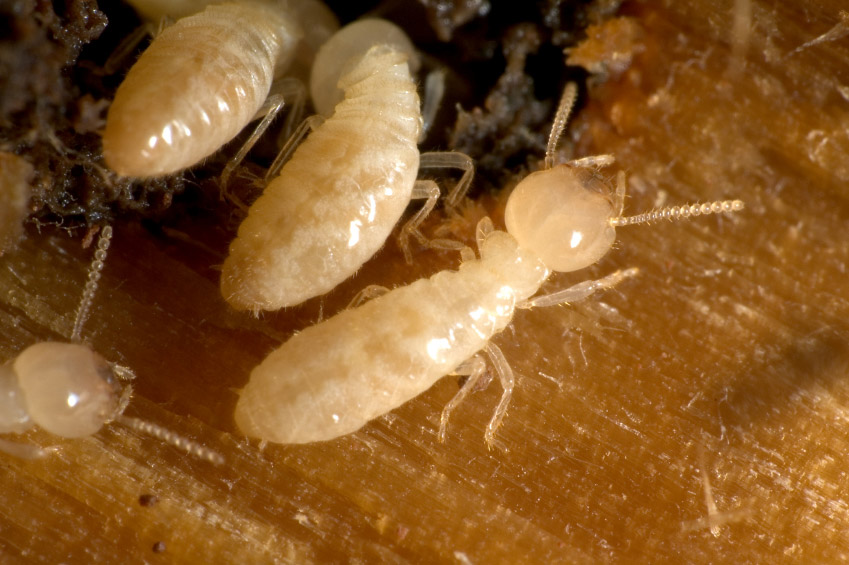 You are currently viewing How To Termites Control Effectively ?
